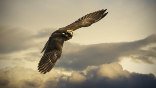 Bird flying clouds sky background 5 - cloud behind free wallpaper