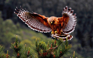 Bird prey flying pine branch - ecological free wallpaper