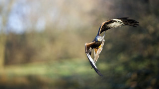 Bird flying air wings spread 3 - arie smit free wallpaper