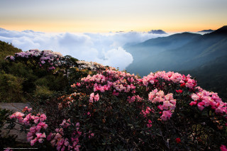 Mountain pink flowers sunset clouds - cloud and mountains free wallpaper