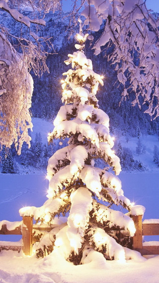 Snowy tree with lights in - night time free wallpaper