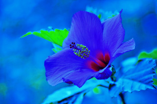 Purple flower red center green 2 - vivid color free wallpaper