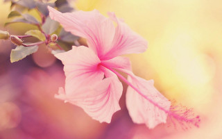 Pink flower green stem leaves - a yellow background behind free wallpaper