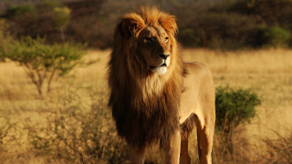 Lion field trees background bushes - single free wallpaper