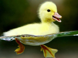 Duckling swimming pool water tongue - its tongue free wallpaper