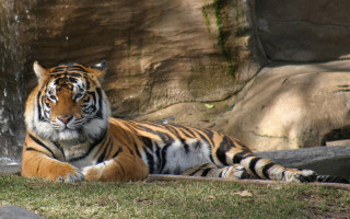Tiger laying grass waterfall rocks - a tiger free wallpaper