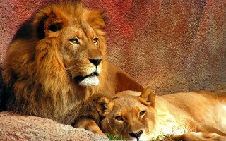 Lions laying rock sun together - a rock together free wallpaper