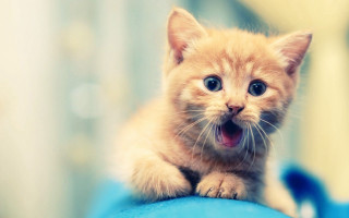 Small kitten blue pillow mouth 2 - its mouth open free wallpaper