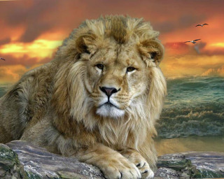Lion rock sunset sky birds - a sunset sky free wallpaper