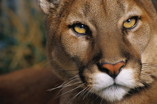 Mountain lion closeup yellow eyes - yellow eye free wallpaper
