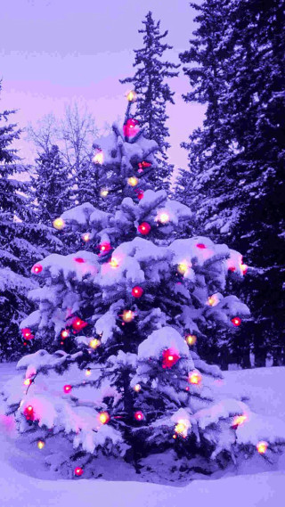Christmas tree lights snow forest - free winter wallpaper