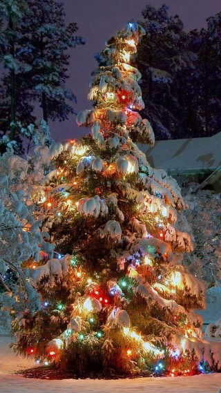 Christmas tree lit snow night - night free wallpaper