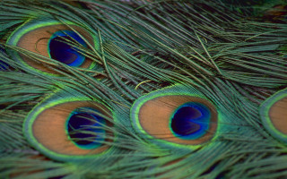 Peacock feathers closeup blurry background - anthony devas free wallpaper