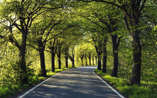 Road trees forest grass bench - a road free wallpaper