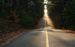Long road trees person walking - a long road free wallpaper