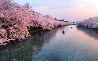 River boat pink flowers trees - a few person free wallpaper