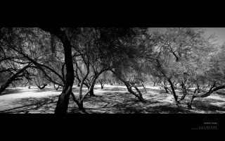 Black white trees snow background - ansel adams free wallpaper