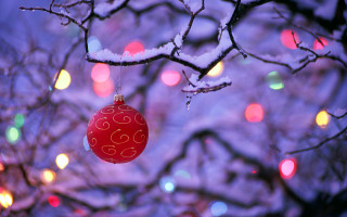 Red ornament tree lights snow - the branch free wallpaper