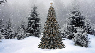 Christmas tree snowy forest star - the branch of the tree free wallpaper