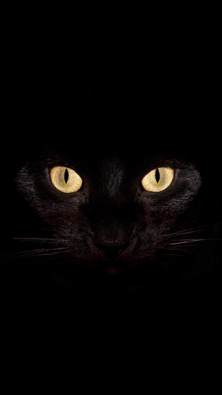 Black cat yellow eyes dark 6 - yellow eye free wallpaper