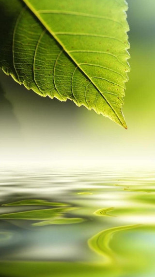 Green leaf floating water blurry - free nature wallpaper