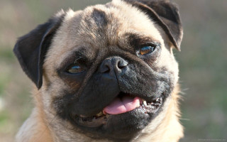 Pug closeup smile tongue out - a big smile free wallpaper