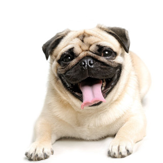 Small dog laying tongue out - elke vogelsang free wallpaper