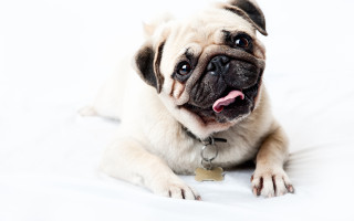 Small dog laying white surface - a tag free wallpaper