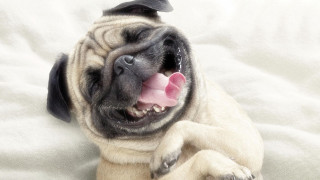 Small dog bed tongue out - a small dog free wallpaper