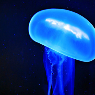 Blue jellyfish night water stars - night time free wallpaper