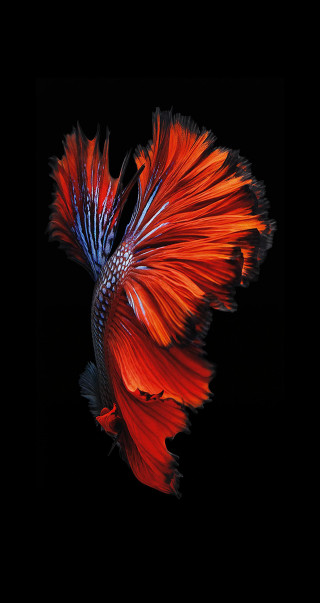 Red blue fish black background 2 - 4k uhd image free wallpaper