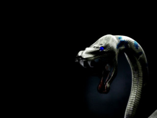 Snake mouth open tongue out - blender free wallpaper