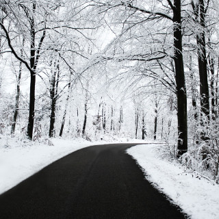 Snowy forest road autumn leaves - both side of it free wallpaper