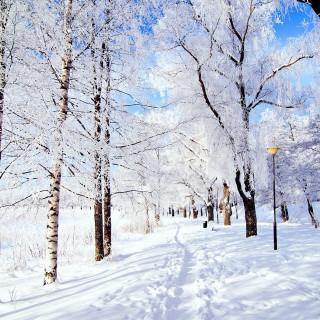 Snowy path trees streetlight blue - naive free wallpaper