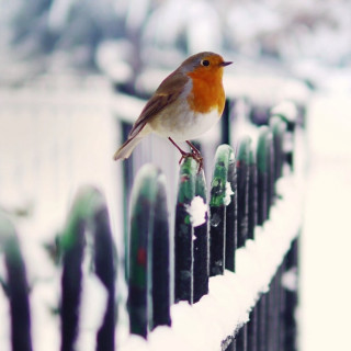 Bird perched fence snow ground - florianne becker free wallpaper