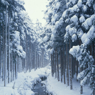 Snowy forest stream trees mountains - tall free wallpaper
