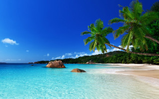 Beach rock palm trees sunny 2 - a rock in the middle of it free wallpaper