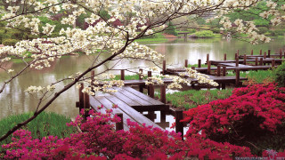 Wooden dock flowers trees background 2 - a wooden dock free wallpaper