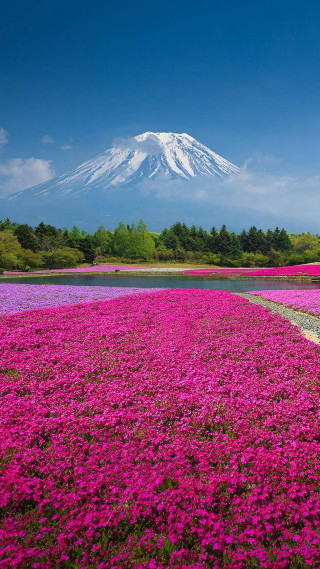 Field flowers mountain blue sky - a field of flowers free wallpaper