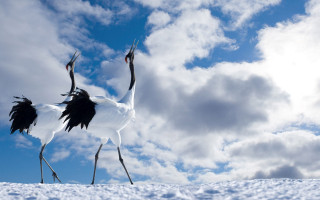 Two birds snow legs spread 2 - their wing free wallpaper