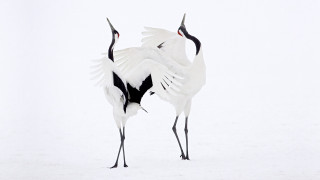 Two birds snow wings spread - their leg free wallpaper