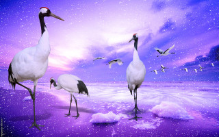 Birds beach ocean night purple - top of a beach next free wallpaper