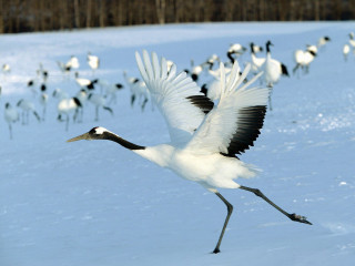 White bird snow field bokeh - field free wallpaper