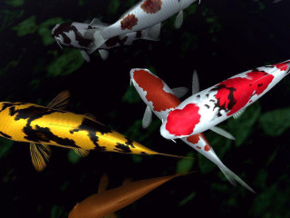 Fish group swimming pond night 2 - lostfish free wallpaper