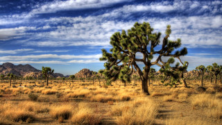 Large cactus tree desert mountains - naturalism free wallpaper