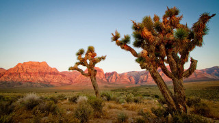 Cactus desert landscape mountains sunset - ansel adams free wallpaper