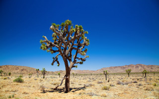 Large cactus tree desert landscape - naturalism free wallpaper