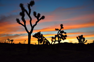 Sunset silhouette tree road clouds - a sunset free wallpaper