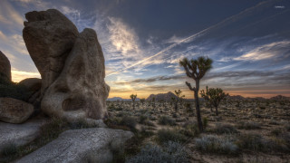 Desert rock formation cactus tree - a desert scene free wallpaper
