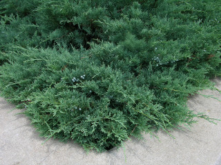 Bush green leaves sidewalk fire - a sidewalk free wallpaper